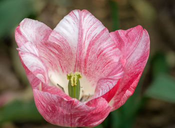 Close-up of pink flower