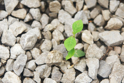 High angle view of small plant growing on pebbles