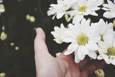 Close-up of hand holding white flowering plant