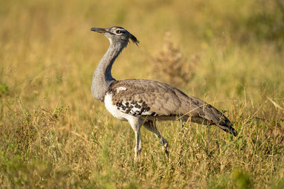 Kori bustard with catchlight walks across savannah