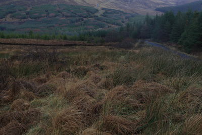 Scenic view of landscape