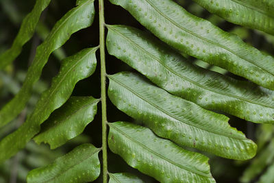 Full frame shot of fresh green leaves