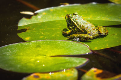 Close-up of frog in water