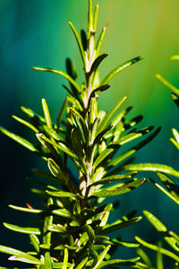 Close-up of fresh green plant