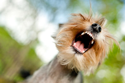 Close-up of a dog yawning