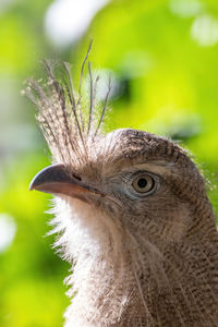 Close-up portrait of a bird