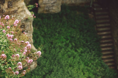 High angle view of pink flowers growing outside arundel castle