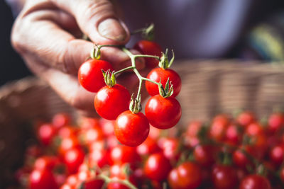 Close-up of hand holding cherry tomatoes in basket