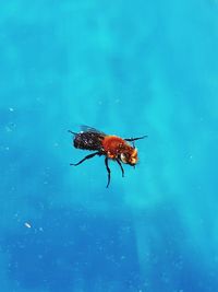 Close-up of insect on blue water