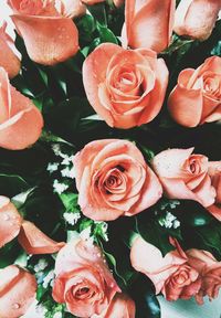 Close-up of red rose