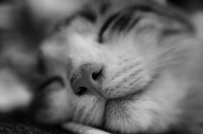 Close-up of a sleeping cat