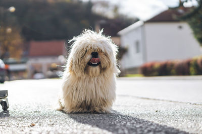 Portrait of dog sitting on road