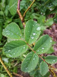 Close-up of wet plant leaves during rainy season