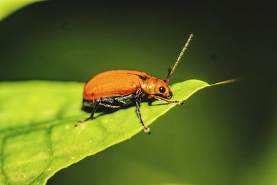 Close-up of insect on leaf