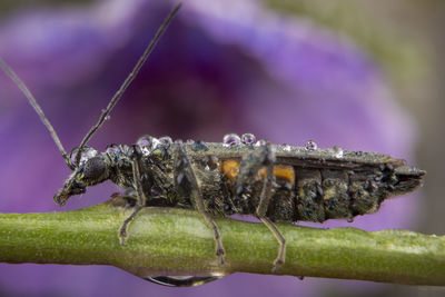 Female oedemera lurida posing on a green leaf