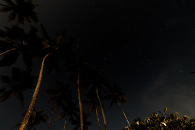 Low angle view of coconut palm tree against sky at night