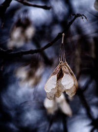 Close-up of plant against blurred background