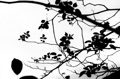 Low angle view of silhouette tree against clear sky