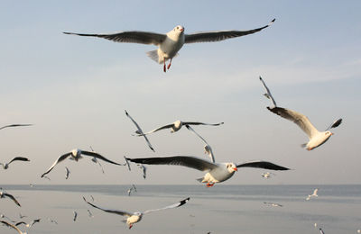 Seagulls flying over water against sky