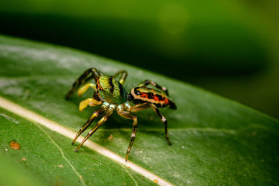 Close-up of spider