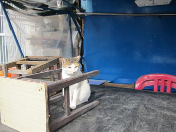 Cat sitting on floor