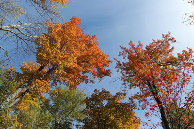 Low angle view of autumnal trees against clear blue sky