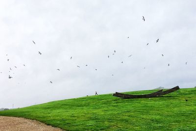 Flock of birds flying in the sky