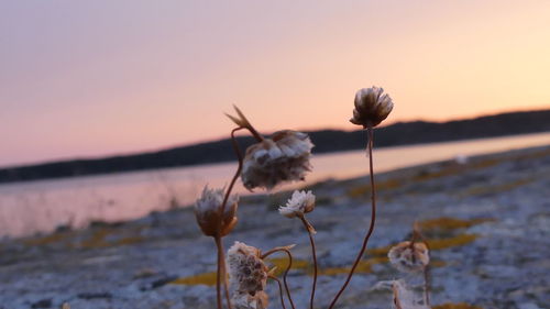 Close-up of flower against sky at sunset