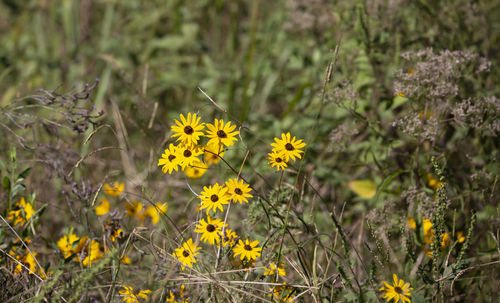 Bouquet of sunflowers growing in a fresh cut meadow during the late autumn season