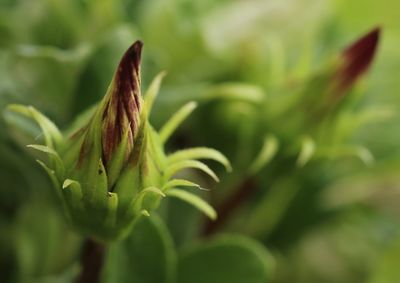 Close-up of fresh green plant