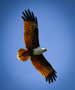 Low angle view of bird flying against clear sky