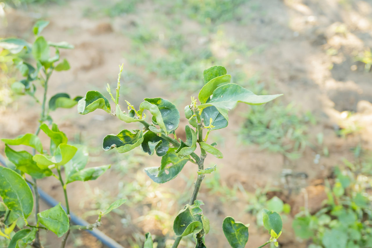 CLOSE-UP OF GREEN LEAVES