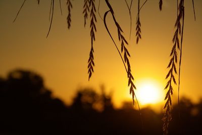 Close-up of silhouette plants on field against sunset sky