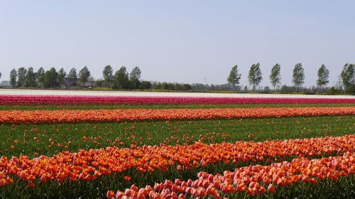 Scenic view of orange  tulip field  with striped patterns