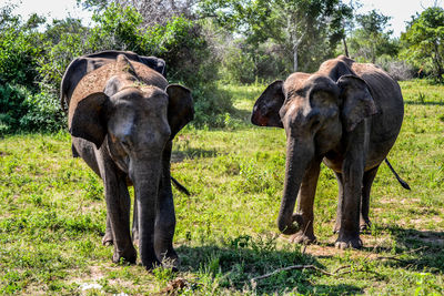 Elephant standing in a forest