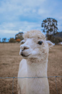 The secret of staying close to an alpaca is to stay away