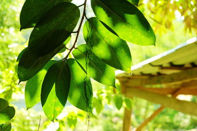 Close-up of fresh green leaves