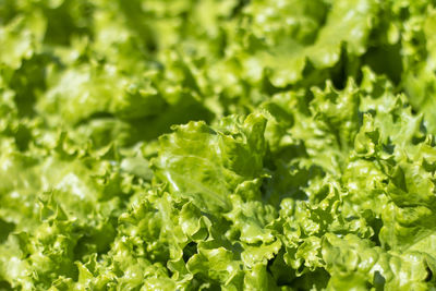 Natural green background of green lettuce leaves.