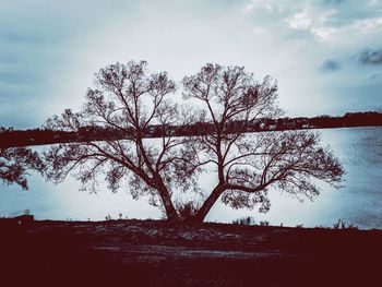 Bare tree by lake against sky