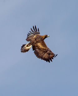 Low angle view of eagle flying against clear sky