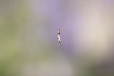 Close-up of insect on flower