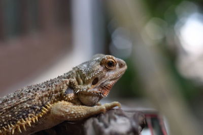 Close-up of lizard