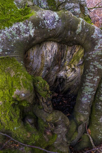 Moss growing on rocks