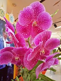 Close-up of pink orchid blooming