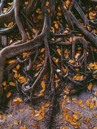 Full frame shot of tree roots on field