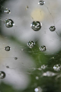 Close-up of water drops on plant