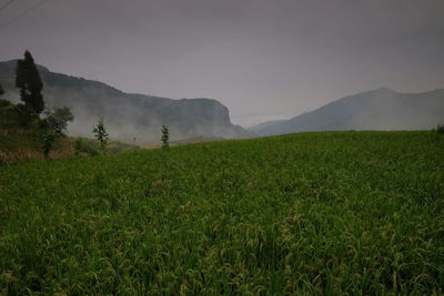 Amazing fields of rice in northern china, stunning backdrops d.y