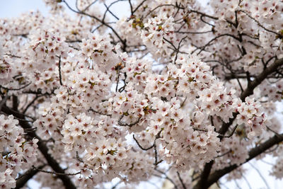 Low angle view of cherry blossom