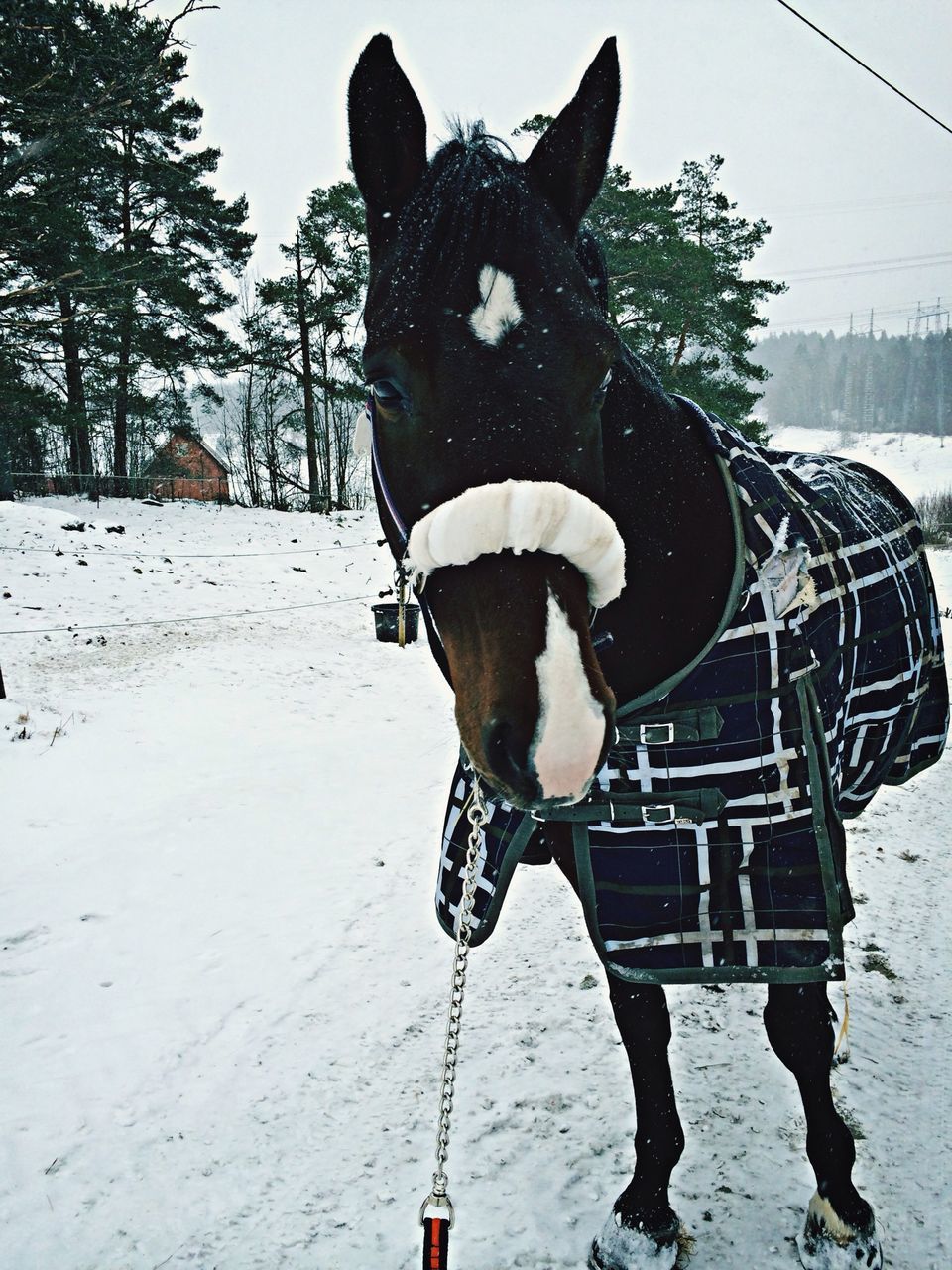 domestic animals, dog, mammal, horse, standing, working animal, men, animal themes, snow, day, riding, full length, outdoors, sunlight, winter, clear sky, transportation, one animal