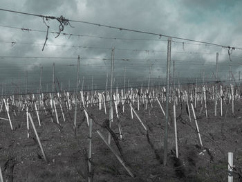 Plants growing on field by fence against sky